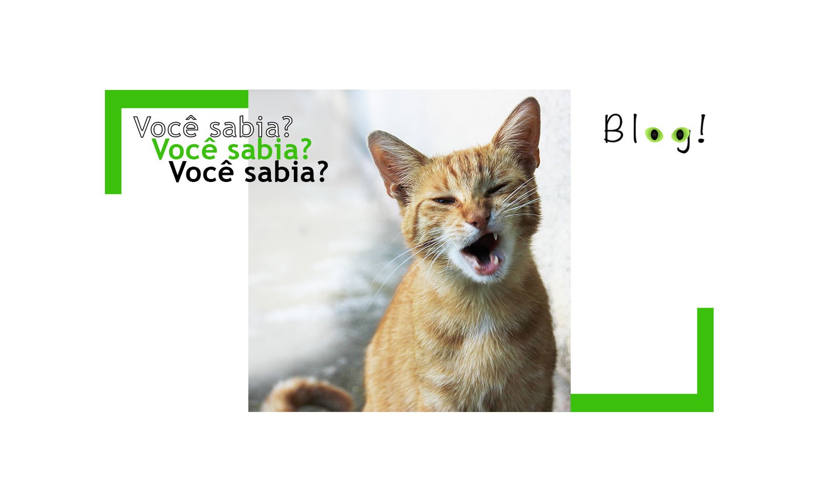 Gato Fala!